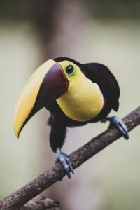 Toucan-Vogel