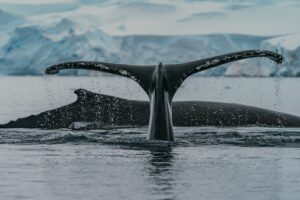 Wale in der Antarktis