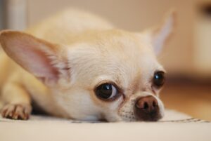 Tipps zur Pflege kleiner Hunde