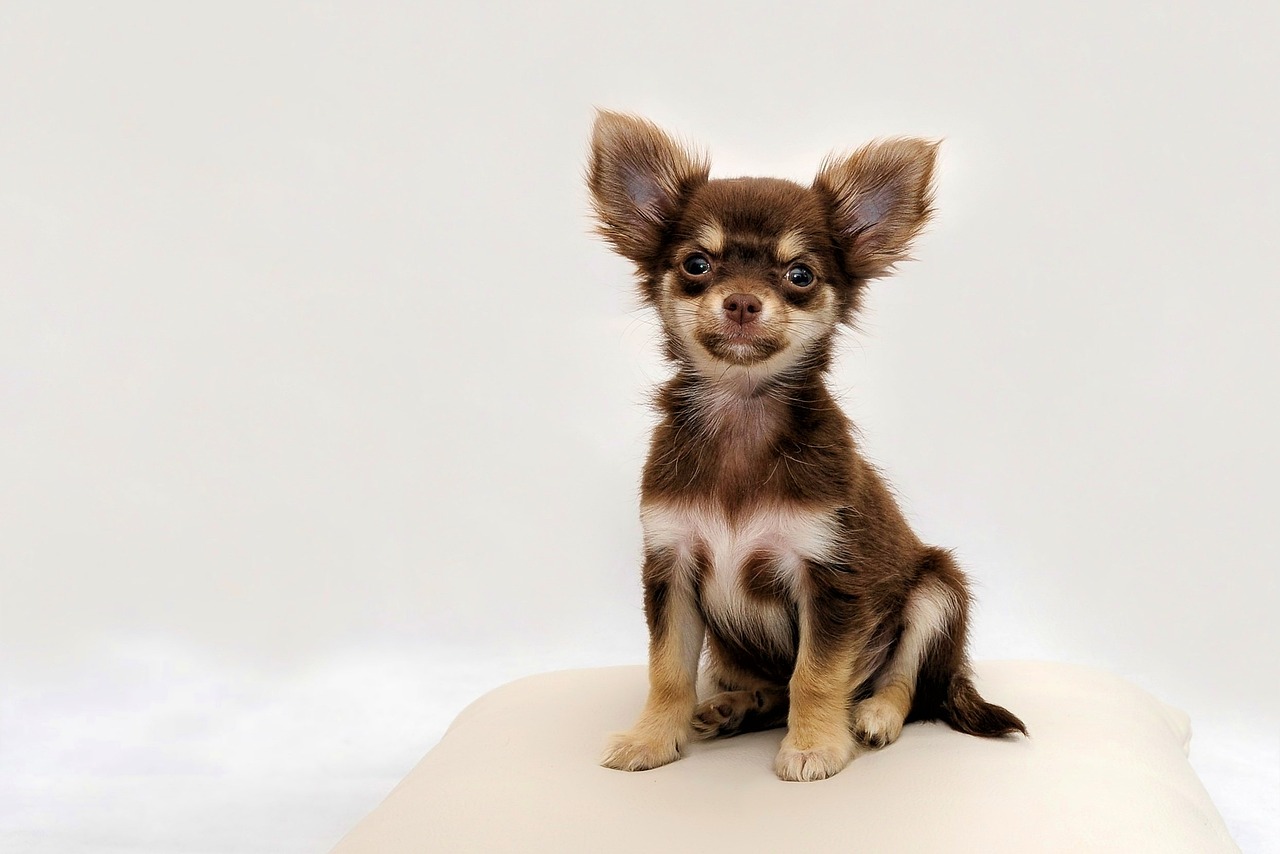 Im Spotlight: Der kleinste Hund der Welt