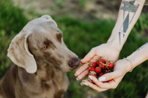 Welche anderen Früchte können Hunde essen?