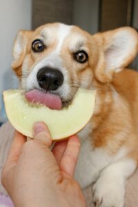 Was sind die gesundheitlichen Vorteile von Früchten für Hunde?