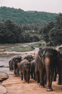 Sri Lanka - Nationalparks und Wildreservate