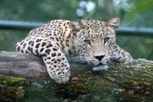 Sansibar Leopard 