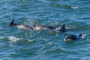 Schwimmen mit Delfinen auf Sansibar