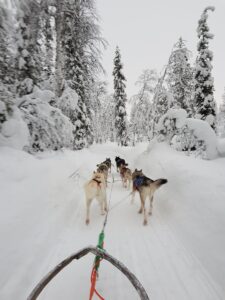 Lappland, Finnland: Hunde tagsüber auf schneebedecktem Boden