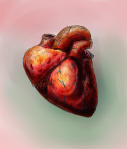 Anatomische Lage des Herzens