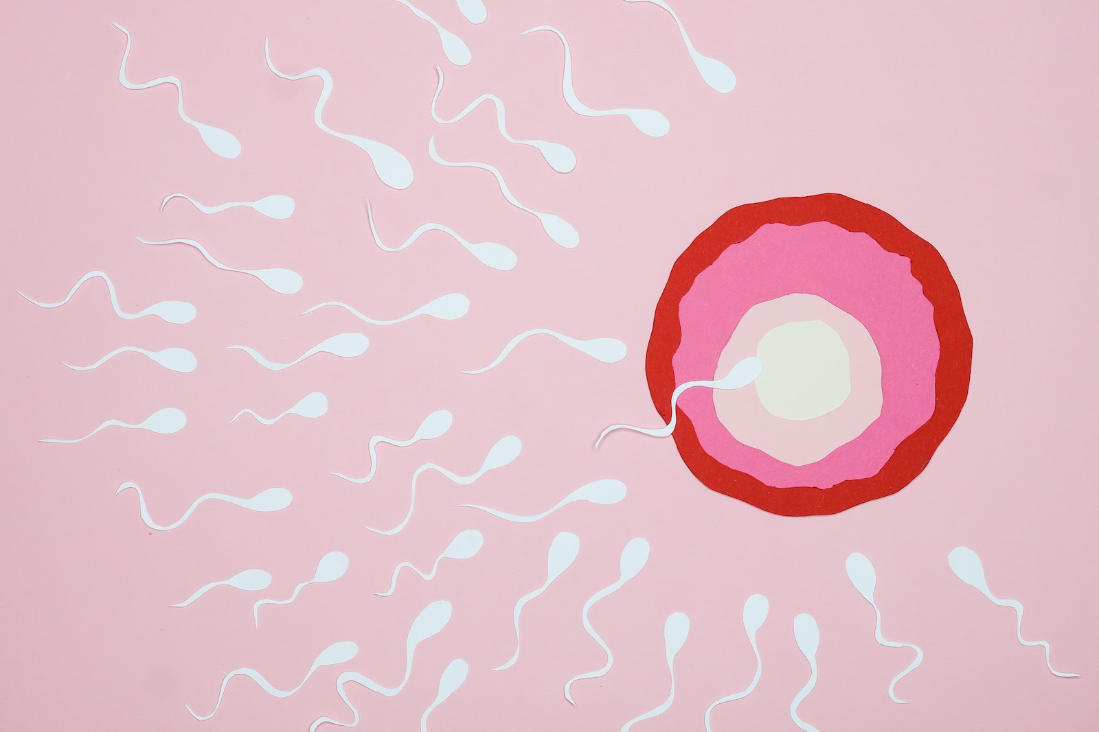Das Geheimnis der Spermien: Wie lange überleben sie wirklich?