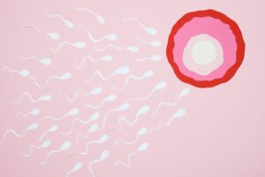 Spermien während der Fruchtbaren Tagen