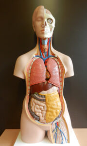 Die Funktionen der Organe im Körper