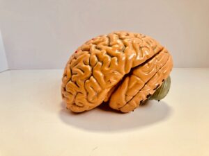 Das Gehirn – Die Schaltzentrale des Körpers